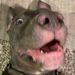 Levi Bowman - @levibowman2017 - Instagram