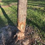 Levi carlson - @sirbob_1st - Instagram