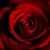 levicarlson235 - @levicarlson235 - TikTok