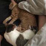 Levi Cline - @gingie_1313 - Instagram