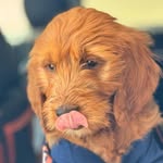 Levi Goldendoodle Cohen - @doodleadventureswithlevi - Instagram