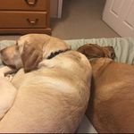 Levi, Crosby & Rudi - @levi.crosby.rudi - Instagram