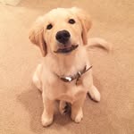 Levi Denney🐾 - @livin_life_w_levi - Instagram