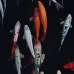 Levi Donovan - @tangerine9091 - Instagram
