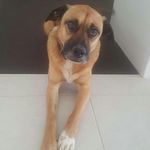 Levi Ellis - @levitherescuedog - Instagram