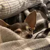 user950350 - @levi.engle - TikTok
