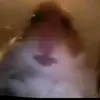 Levi Farrell - @joinhampstercultpls07 - TikTok