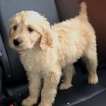 Levi Ferguson - @lev1draws521 - Instagram