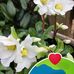Francoise Fontaine Levieils - Facebook