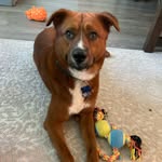 Levi Ford - @lovelypuplevi - Instagram