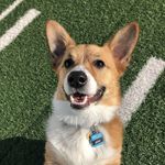 Levi Franklin - @pupcassoct - Instagram