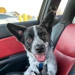 Levi Gant - @levi.blue.genes - Instagram