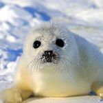 The Seal republic - @levi.gant04 - Instagram