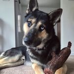 Levi Pratt - @levi.the.gerberian.shepsky - Instagram