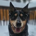 Leviathan - @levi_goodest_boi - Instagram