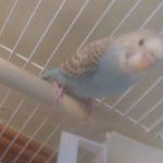 levi gregg - @blueberry_the_blue_budgie - Instagram