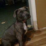 Levi Gregg - @littlebubbylevi6 - Instagram