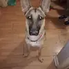Levi Griggs - @levi.griggs2 - TikTok
