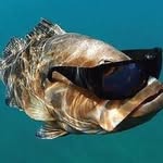 Levi Hartley - @fish.ymonkey - Instagram