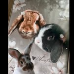 Hasenliebe - @levi_henry_chester - Instagram