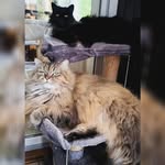 Levi 🐈‍⬛& Henry🐈 - @__levi_henry__ - Instagram