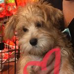 Levi Hudson - @levi_hudson_the_schnoodle - Instagram