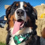 Levi Hudson Bunurai - @levi.the.berner - Instagram