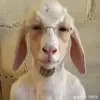 Levi Johns - @levi.johns7 - TikTok