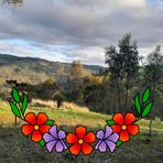 Levi Mason - Facebook