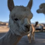 Levi Mason - @levimason68 - Instagram