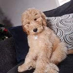 Levi May - @levithebabydood - Instagram