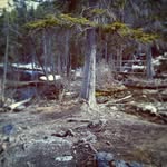 Levi Mayerle - @levimayerle - Instagram