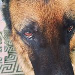 Levi Newton   Sam Newton's Dog - @levi.the.gsd - Instagram