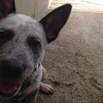Levi Nichols - @levithecattledog - Instagram
