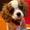 Oliver Levi - @oliver.levi24 - TikTok
