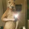 Levi perez - @leviperez502 - TikTok