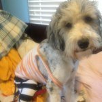 levi_peters_dog - @levi_peters_dog - Instagram