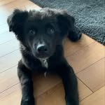 Levi - Australian Shepherd - @__aussie_levi__ - Instagram