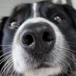 Levi,  Australian Shepherd - @livin.levi - Instagram