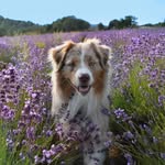 Levi | Australian Shepherd Rüde - @levi_aussielife - Instagram