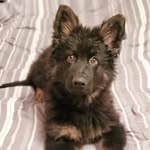 Levi | The German Shepherd - @levi.the.germanshepherd - Instagram