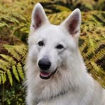 Levi - @levi_white_shepherd - Instagram
