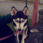 Levi Shepherd - @lshepherd5657 - Instagram