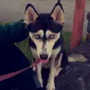 Levi Shepherd - @lgshep5657 - TikTok