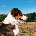 Levi The Australian Shepherd - @aussielife_of_levi - Instagram