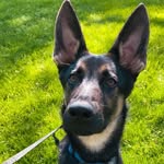 Levi The German Shepherd - @lifeoflevithegsd - Instagram