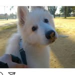 Levi the white shepherd - @levi_whiteswiss - Instagram