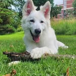 Levi the White Swiss Shepherd 🦴 - @levi_whiteshepherd - Instagram