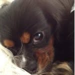 Sir Levi Shields 🐾 - @levithecavalier - Instagram