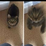 Levi Simmons - @boi_levistrongman - Instagram